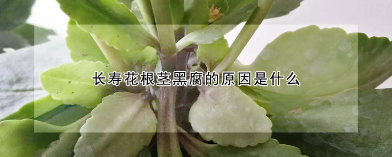 長(zhǎng)壽花根莖黑腐的原因是什么