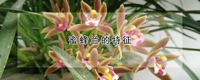 蜜蜂蘭的特征