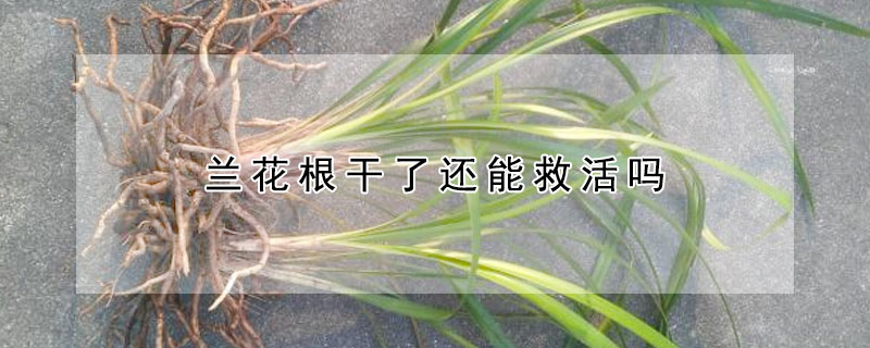 蘭花根干了還能救活嗎