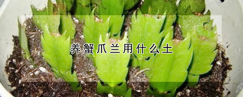 養(yǎng)蟹爪蘭用什么土