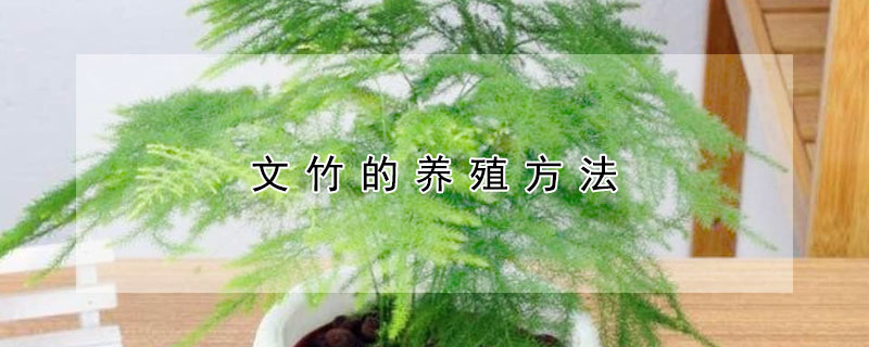 文竹的養(yǎng)殖方法