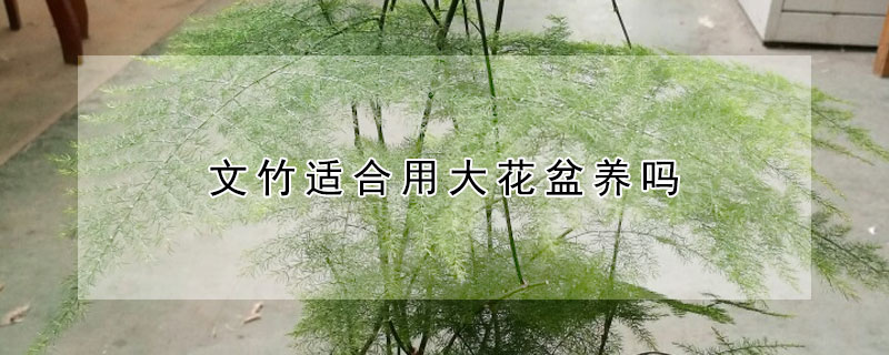 文竹適合用大花盆養嗎