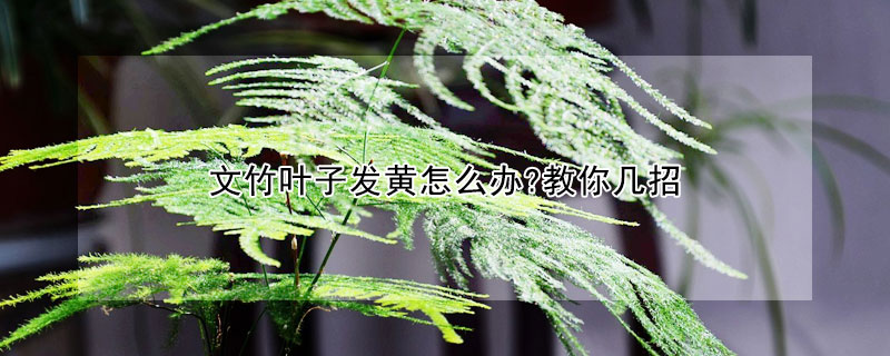 文竹葉子發黃怎么辦?教你幾招