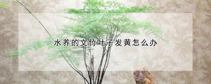 水養(yǎng)的文竹葉子發(fā)黃怎么辦