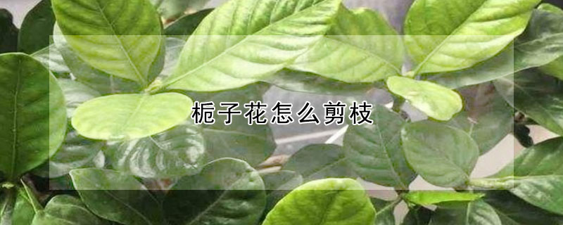 梔子花怎么剪枝