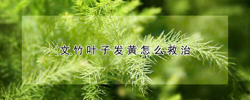 文竹葉子發(fā)黃怎么救治