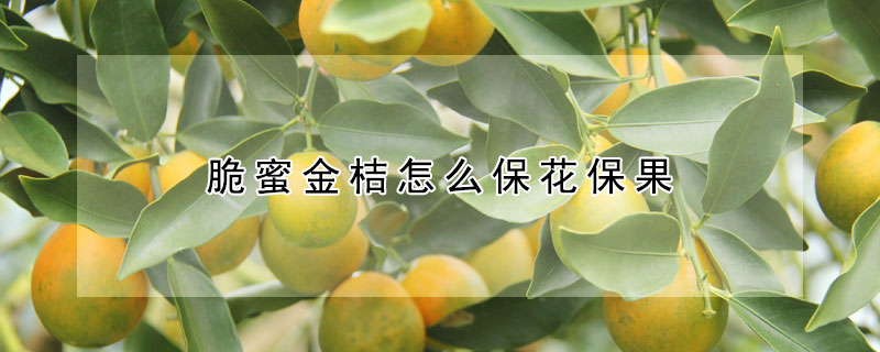 脆蜜金桔怎么?；ū９?></a></div>
                    </div>
                    <h3><a href=