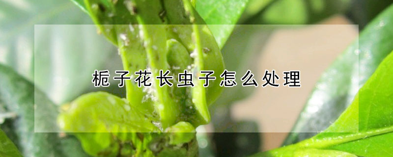 梔子花長蟲子怎么處理