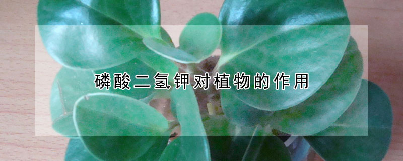 磷酸二氫鉀對(duì)植物的作用