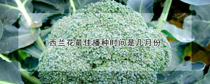 西蘭花最佳播種時(shí)間是幾月份