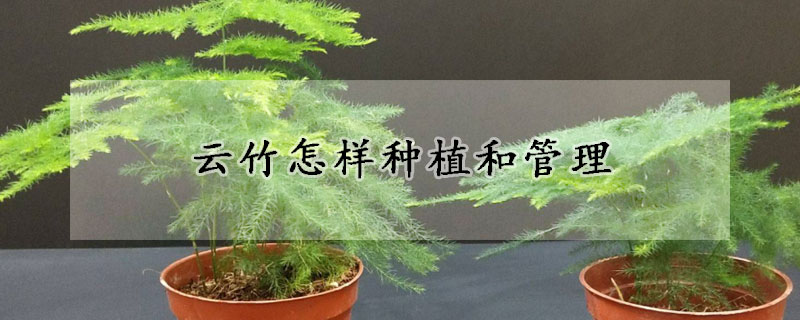 云竹怎樣種植和管理