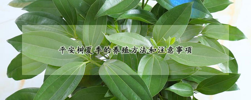 平安樹夏季的養(yǎng)殖方法和注意事項(xiàng)