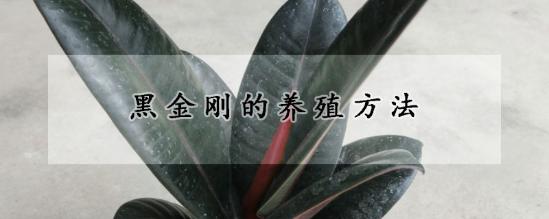 黑金剛的養殖方法