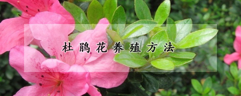 杜鵑花養殖方法