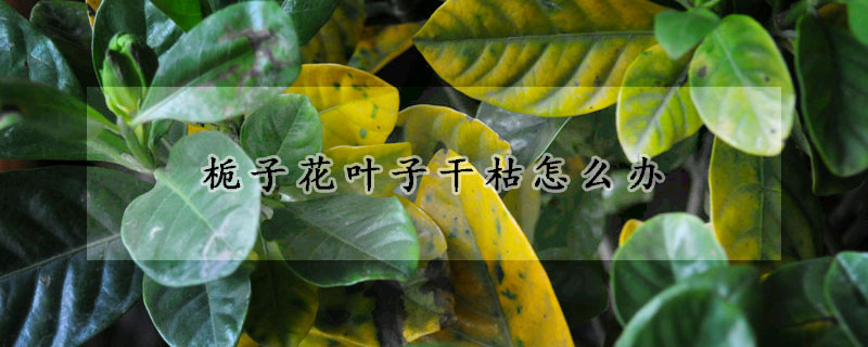 梔子花葉子干枯怎么辦