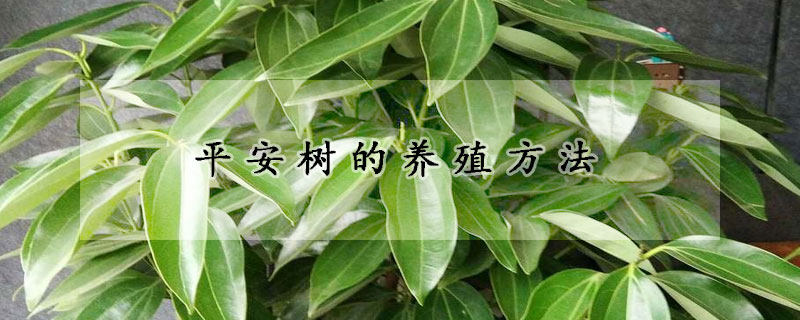 平安樹的養(yǎng)殖方法