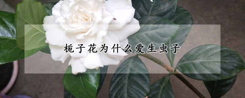 梔子花為什么愛生蟲子