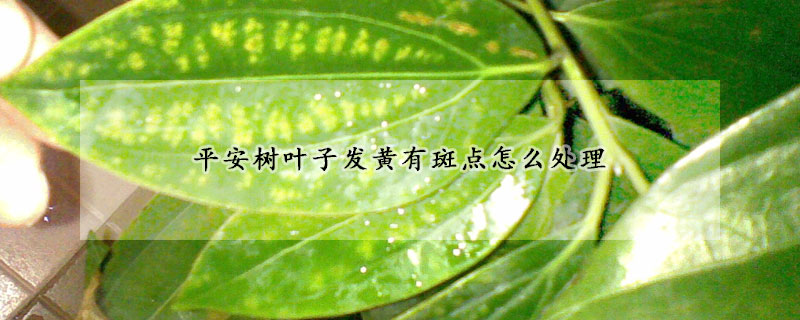 平安樹葉子發(fā)黃有斑點(diǎn)怎么處理