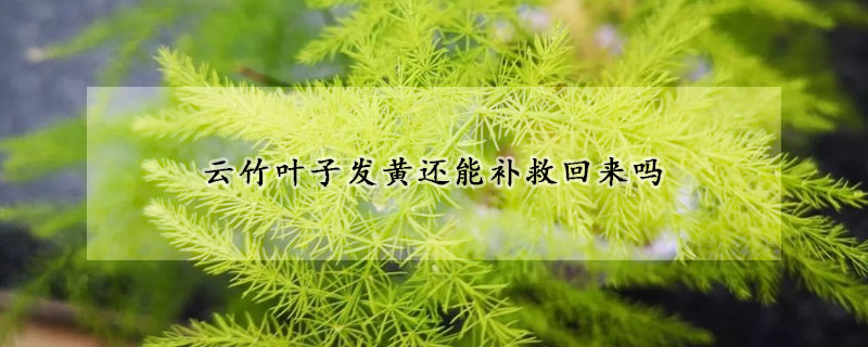 云竹葉子發(fā)黃還能補救回來嗎