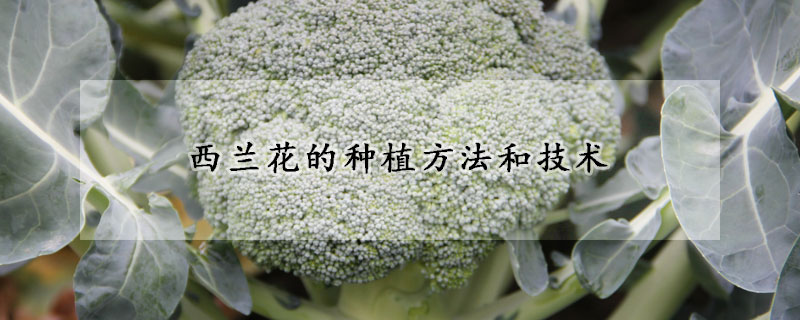 西蘭花的種植方法和技術