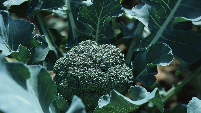 西蘭花種植方法全過程