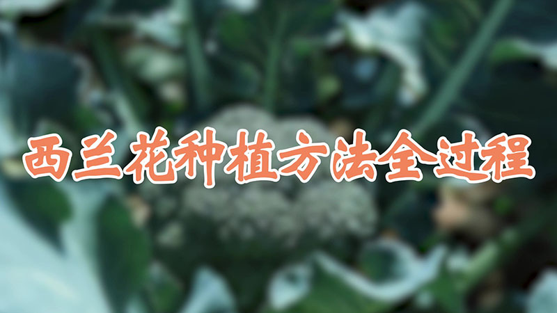 西蘭花種植方法全過程