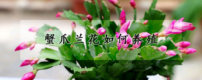 蟹爪蘭花如何養(yǎng)殖