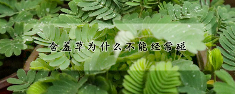 含羞草為什么不能經常碰