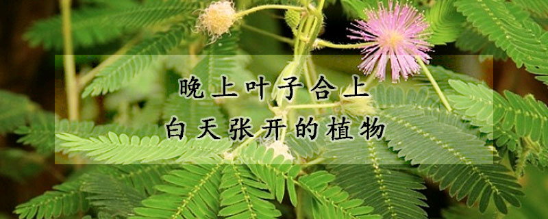 晚上葉子合上白天張開的植物