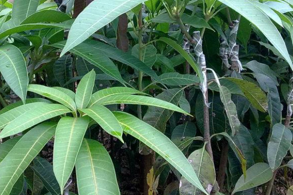 芒果樹苗的種植方法