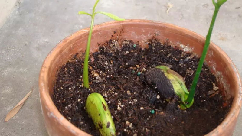 芒果種子怎么發芽