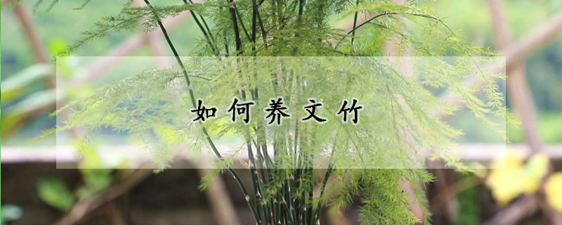 如何養(yǎng)文竹