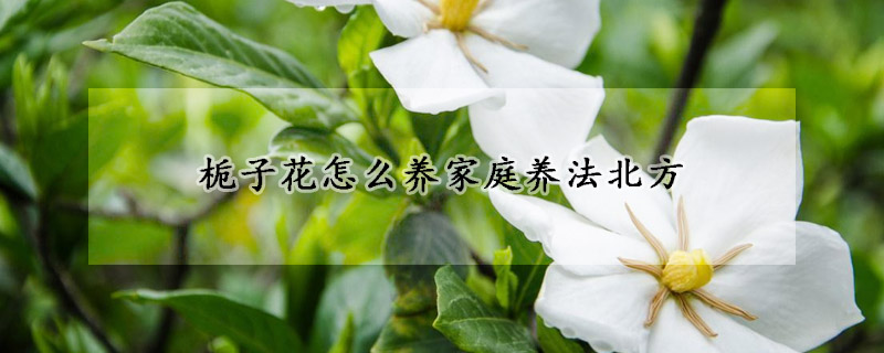 梔子花怎么養(yǎng)家庭養(yǎng)法北方