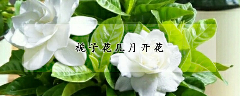 梔子花幾月開花