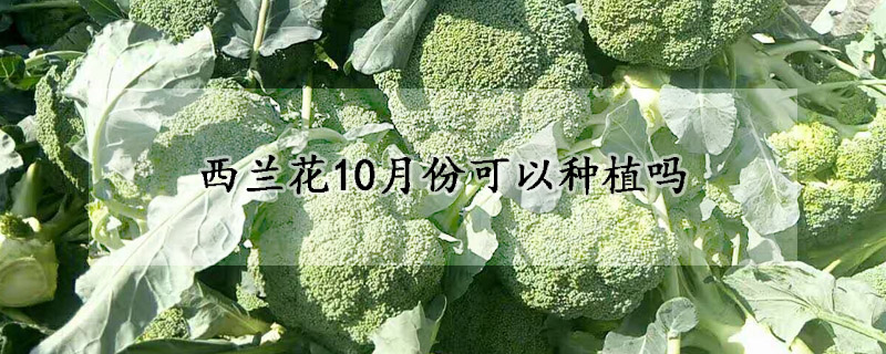 西蘭花10月份可以種植嗎