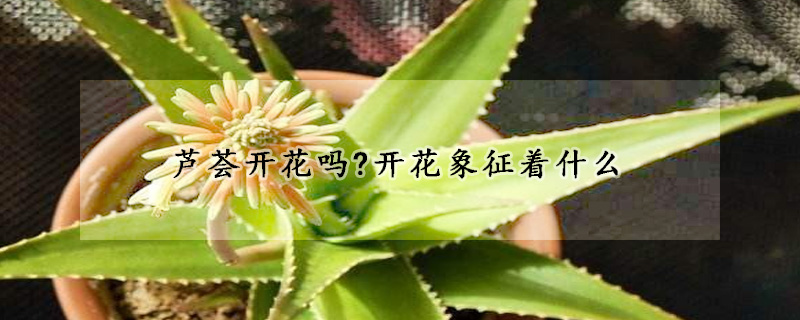 蘆薈開花嗎?開花象征著什么