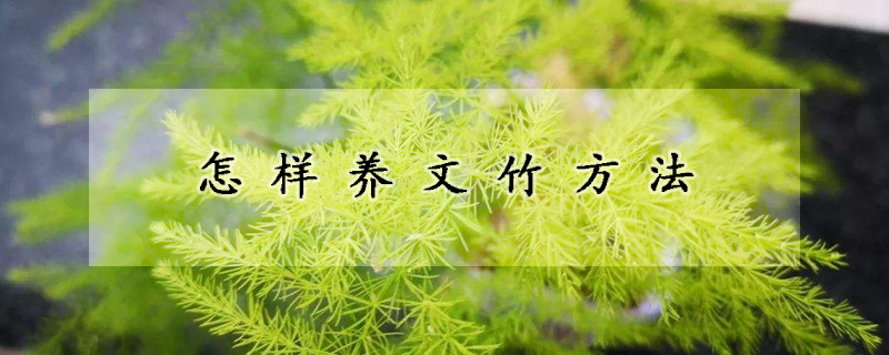 怎樣養(yǎng)文竹方法