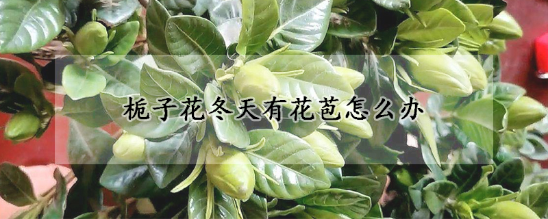 梔子花冬天有花苞怎么辦