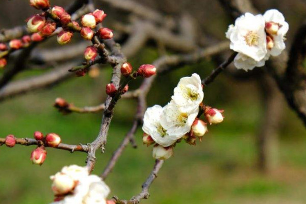 家里養梅花不吉利 家里養梅花真的不吉利嗎