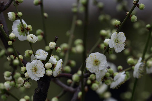 家里養梅花不吉利 家里養梅花真的不吉利嗎