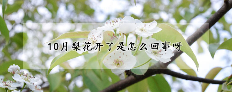 10月梨花開了是怎么回事呀