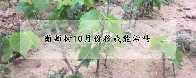 葡萄樹10月份移栽能活嗎