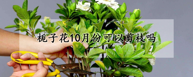 梔子花10月份可以剪枝嗎