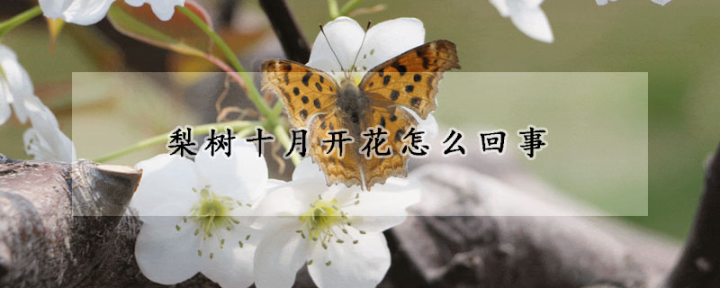 梨樹十月開花怎么回事