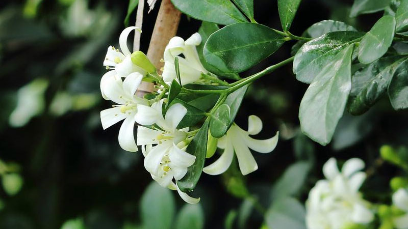 九里香花適合在室內養嗎