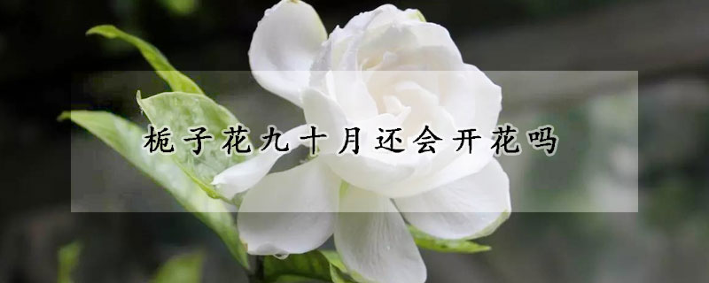 梔子花九十月還會(huì)開(kāi)花嗎