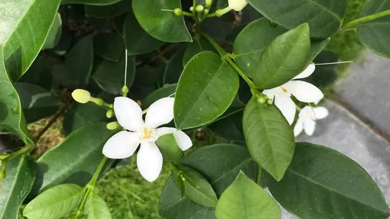 九里香綠植適合室內養嗎