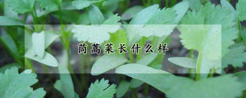 茼蒿菜長什么樣