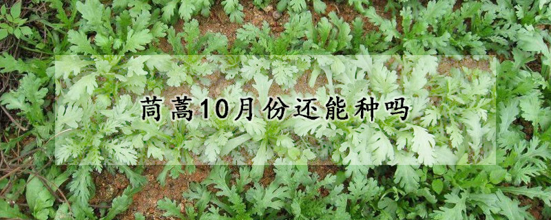 茼蒿10月份還能種嗎