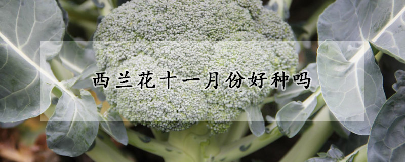 西蘭花十一月份好種嗎